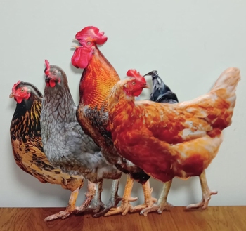 Kippen haan metalen wandbord